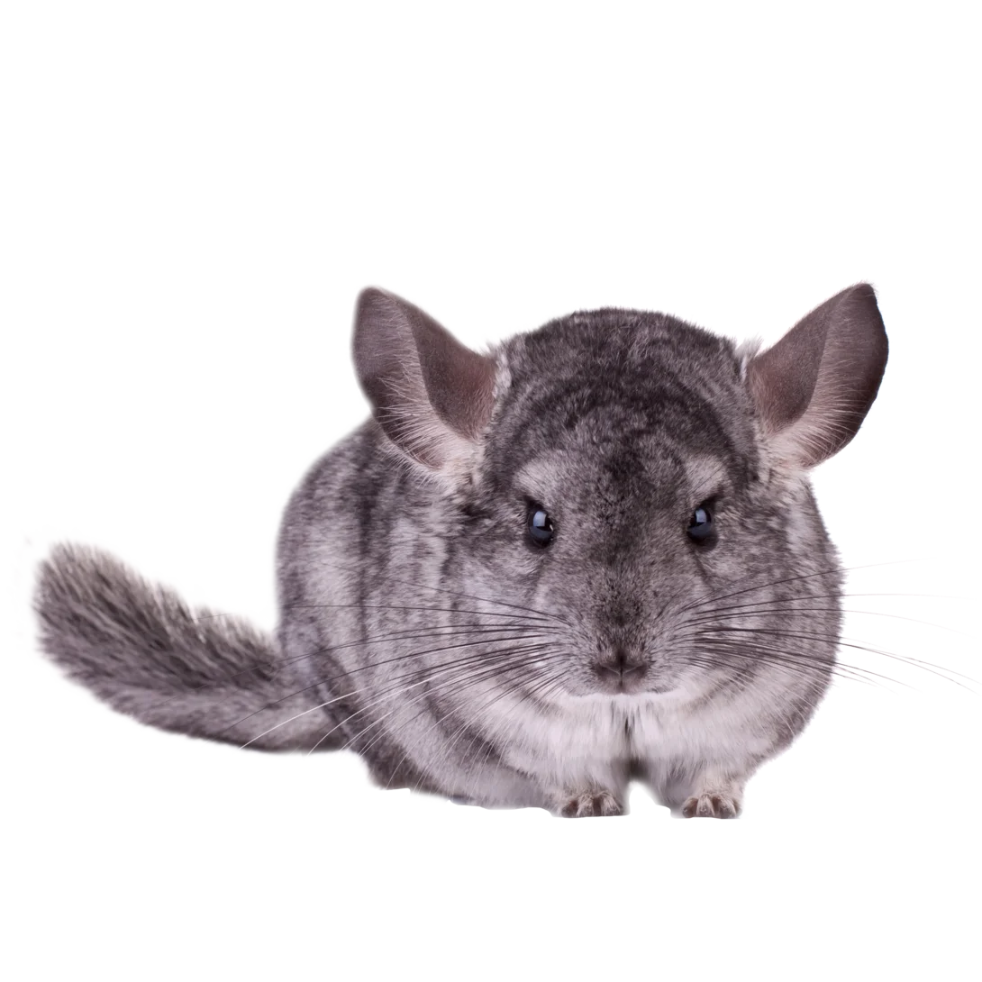 Pet Racks: Ultimate Storage Solutions for Your Furry Friends