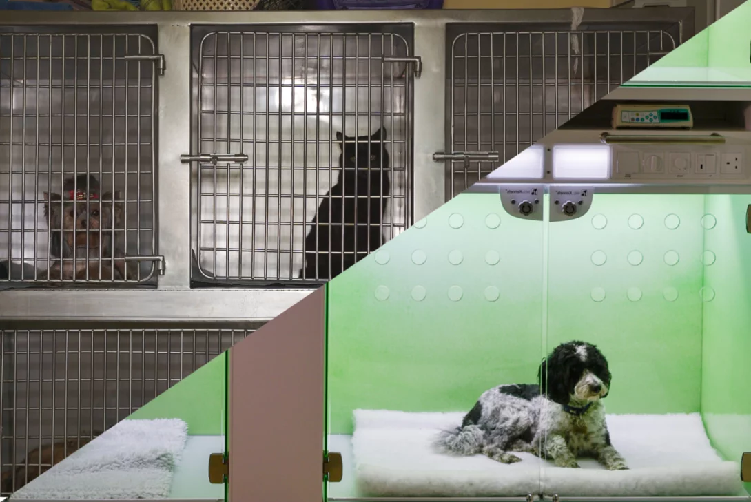 It s time to change Casco Pet UK