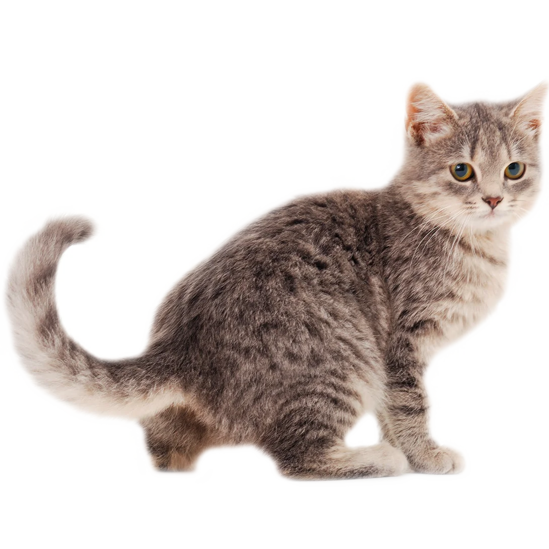 Veterinary Cat Kennels - Silver (WELLKennel) | Casco Pet - UK