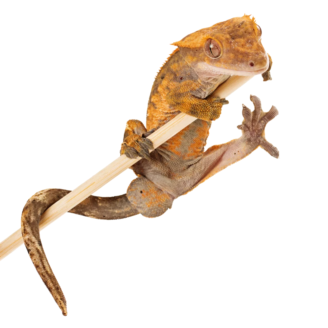 Panoramic Reptile Enclosures Casco Pet US