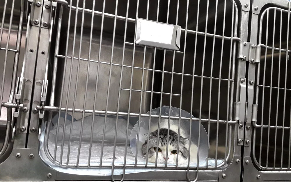 Stainless steel cat cage top