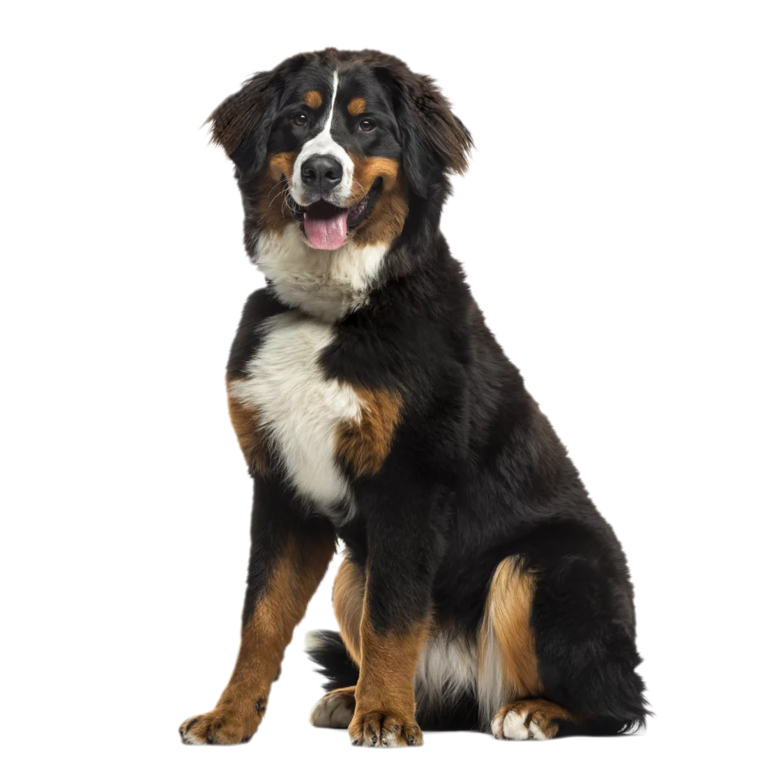 Bernese mountain online dog kennel
