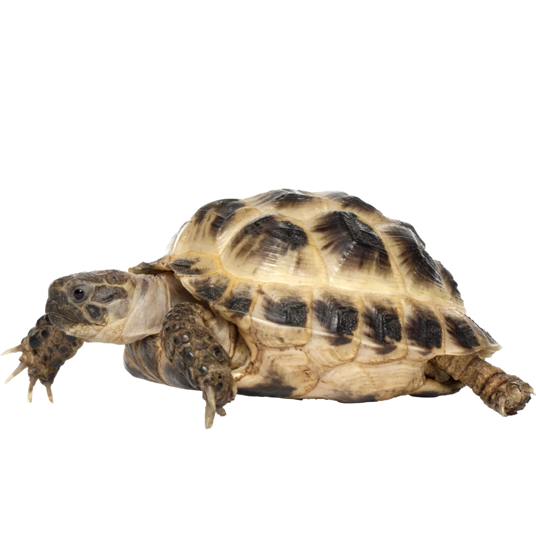 Exotic animal enclosures on sale