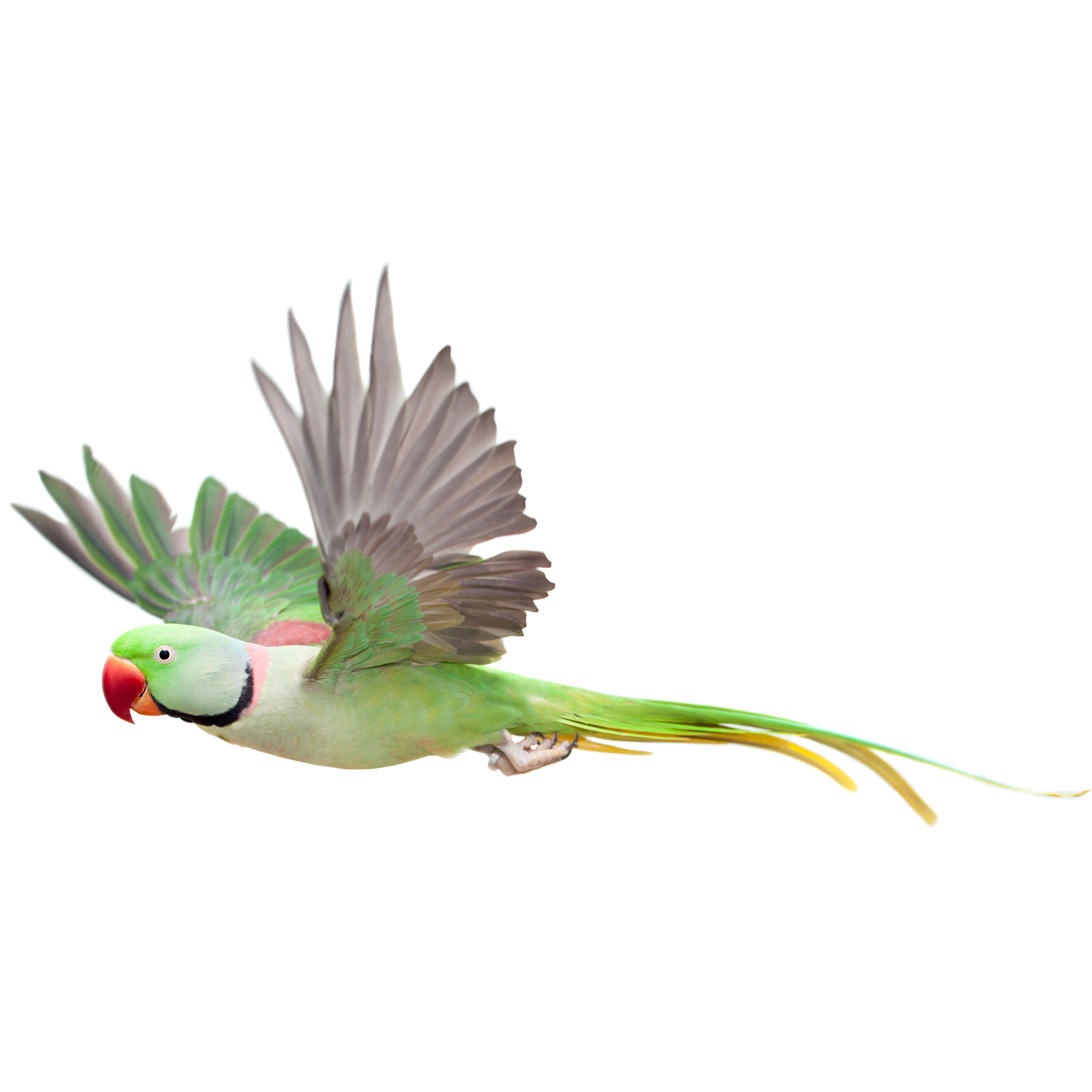 Волнистый попугай машет крыльями. Ожереловый попугай. Ожереловый попугай белый. Ожереловый попугай на белом фоне. Летающий попугай на белом фоне.